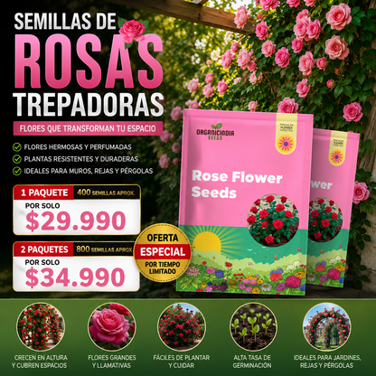ROSEVAULT™ | LLENA TU HOGAR DE COLOR, VIDA Y PERFUME.
